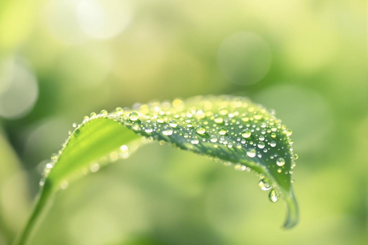 蜜露晨光:露珠里的微观宇宙 - 多多视频 蜜露晨光:露珠里的微观宇宙